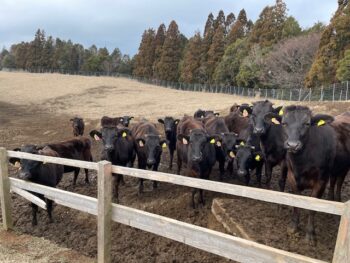 宮崎牛のありかた!???　　  放牧!!?