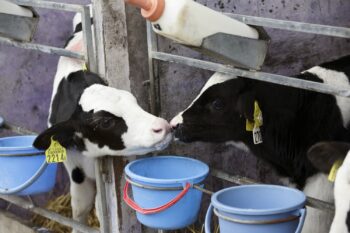 北海道ホワイトヴィール(乳のみ仔牛)!!!