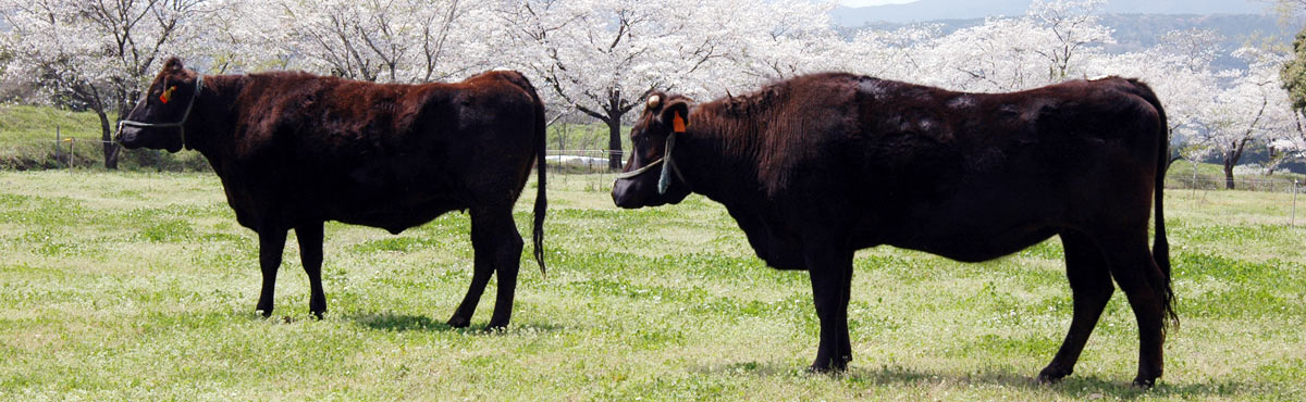 宮崎牛・薩摩黒牛・熊本褐毛和牛・その他国産和牛